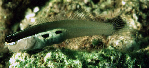 Ecsenius bimaculatus